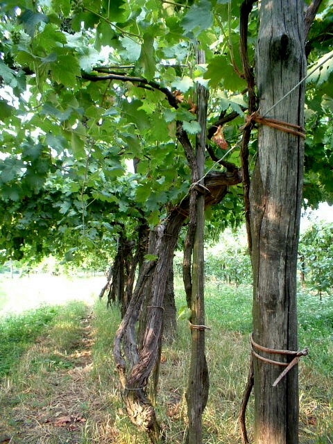 Vitis vinifera